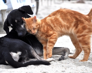 chekup animali domestici